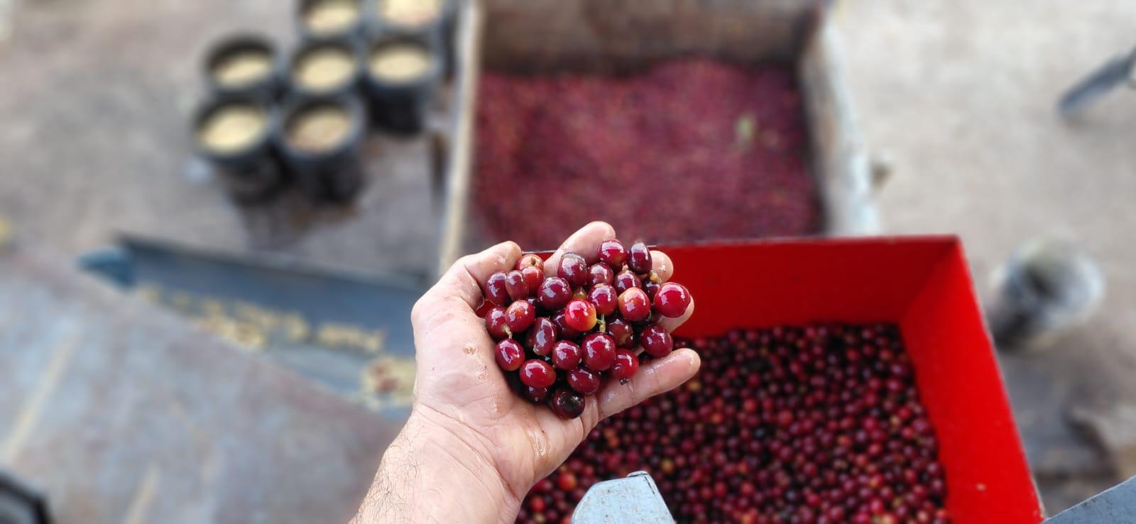 Café Caracol, Naranjo