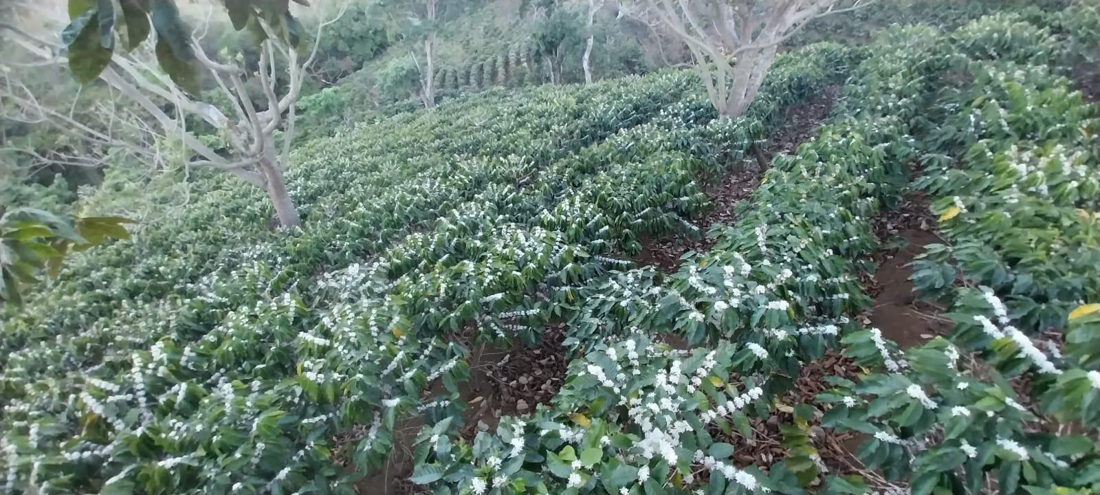 Café Caracol (1 de 6)
