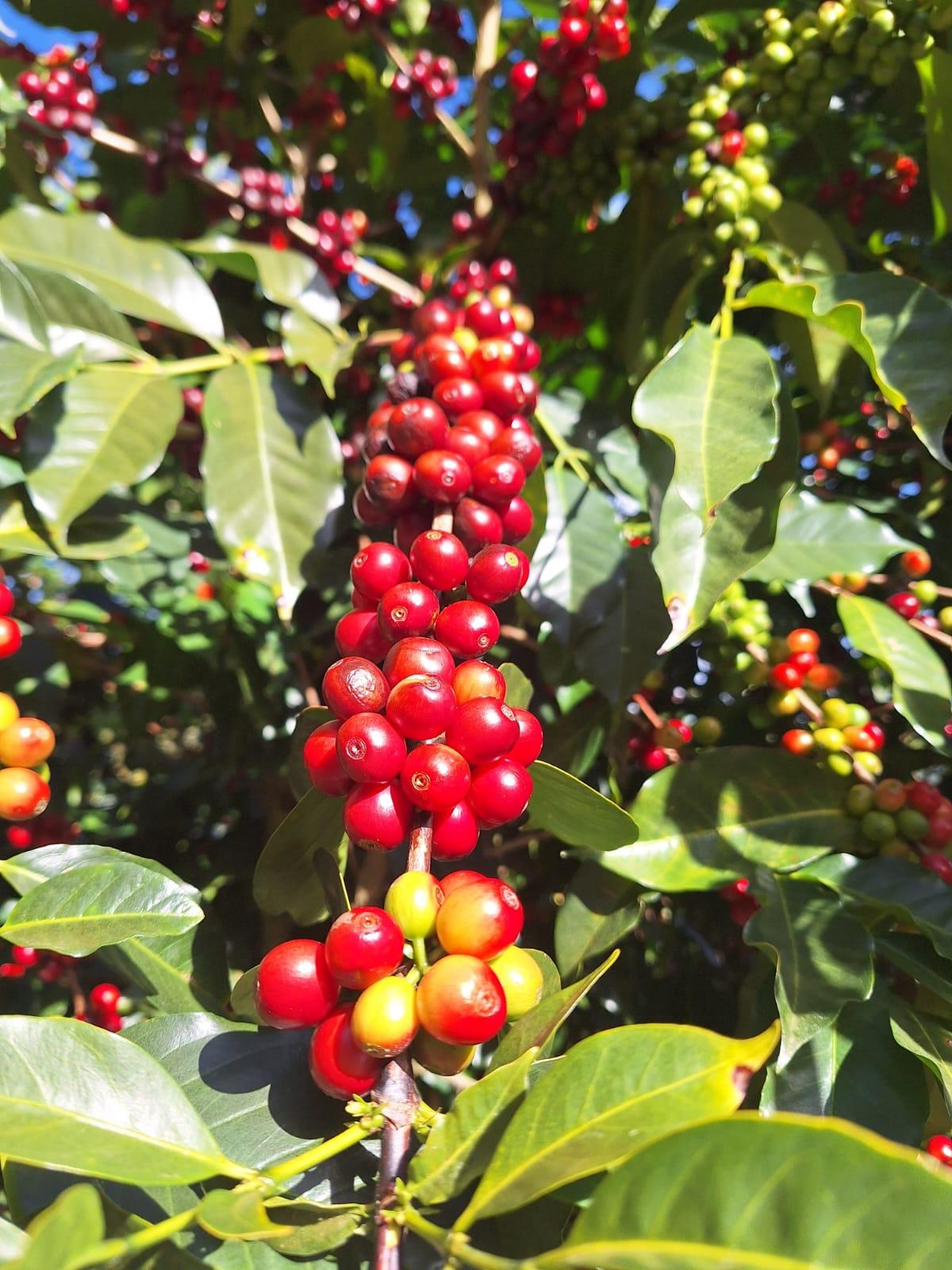 Café Aroma de Mujer (4 de 5)